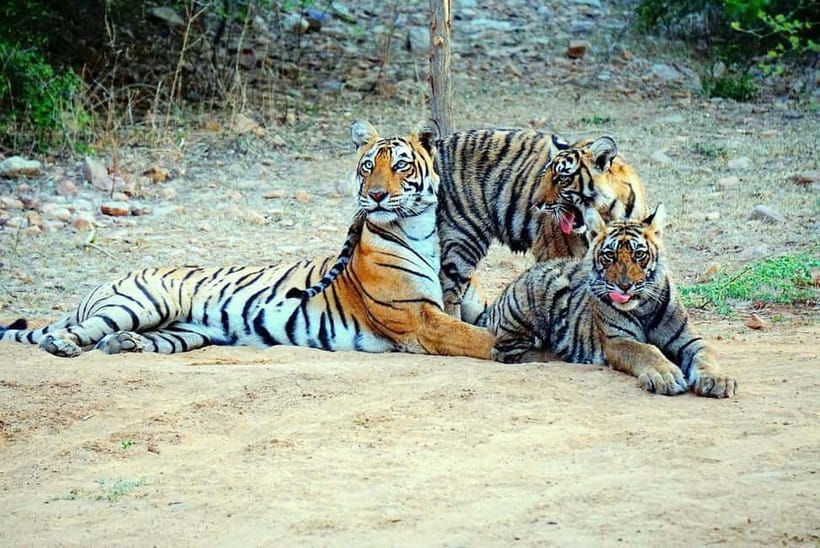 From Sariska: Official Tiger Safari in Open Jeep with Guide - FAQ