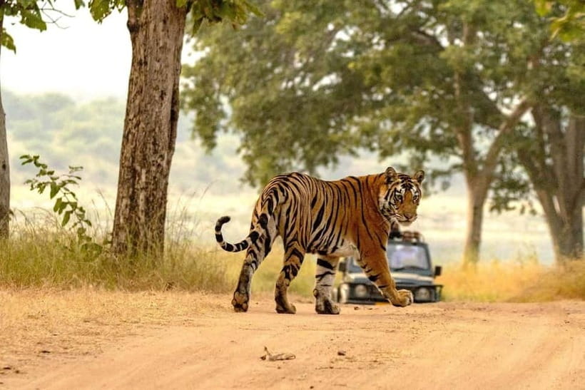 From Sariska: Official Tiger Safari in Open Jeep with Guide - FAQ