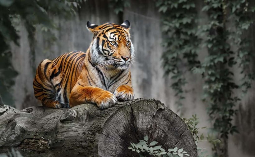 From Sariska: Official Tiger Safari in Open Jeep with Guide - The Safari Itself: What to Expect