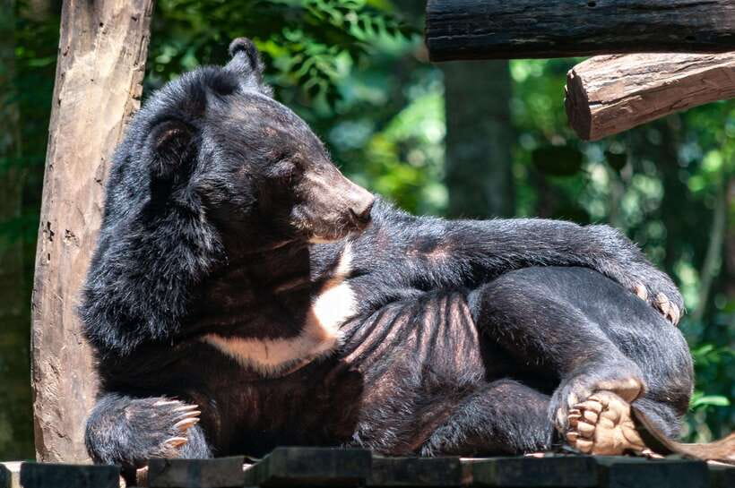 LUANG PRABANG WILDLIFE SANCTUARY - HMONG TRIBE VILLAGE - Good To Know