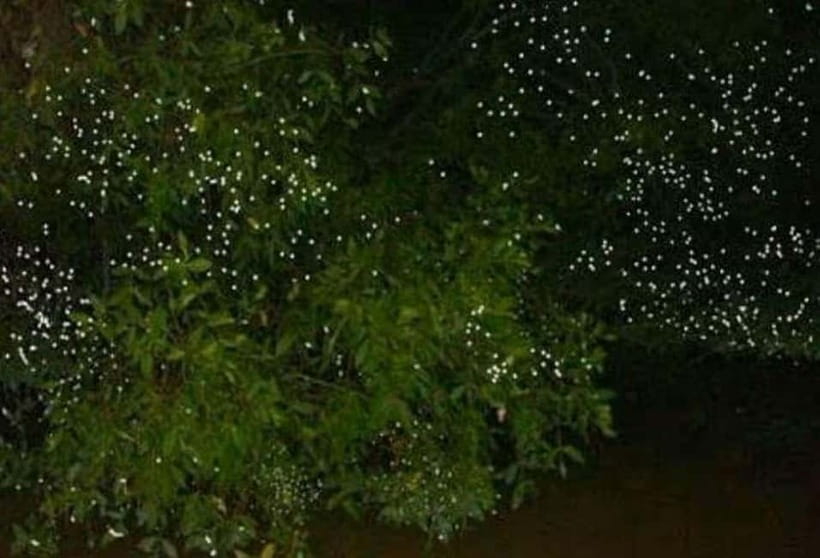 Puerto Princesa: Firefly Watching Tour with Dinner - The Sum Up  