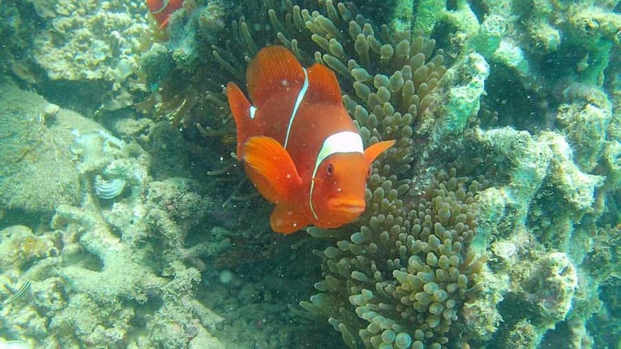 Lombok: Gili Nanggu Sudak and Kedis Snorkeling Tour - Good To Know