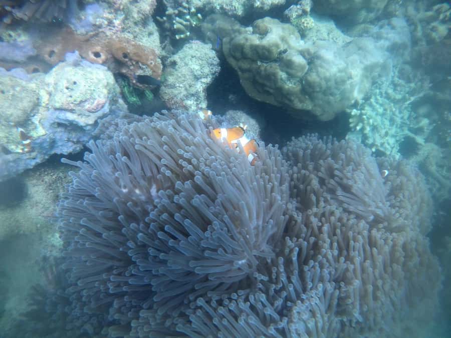 Lombok: Gili Nanggu Sudak and Kedis Snorkeling Tour - Frequently Asked Questions