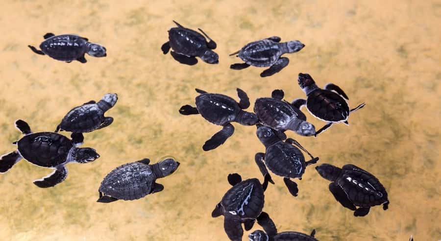 Bali: Melasti Beach, GWK Cultural park, Kecak, Turtle Island - The Itinerary Breakdown: What You Can Expect