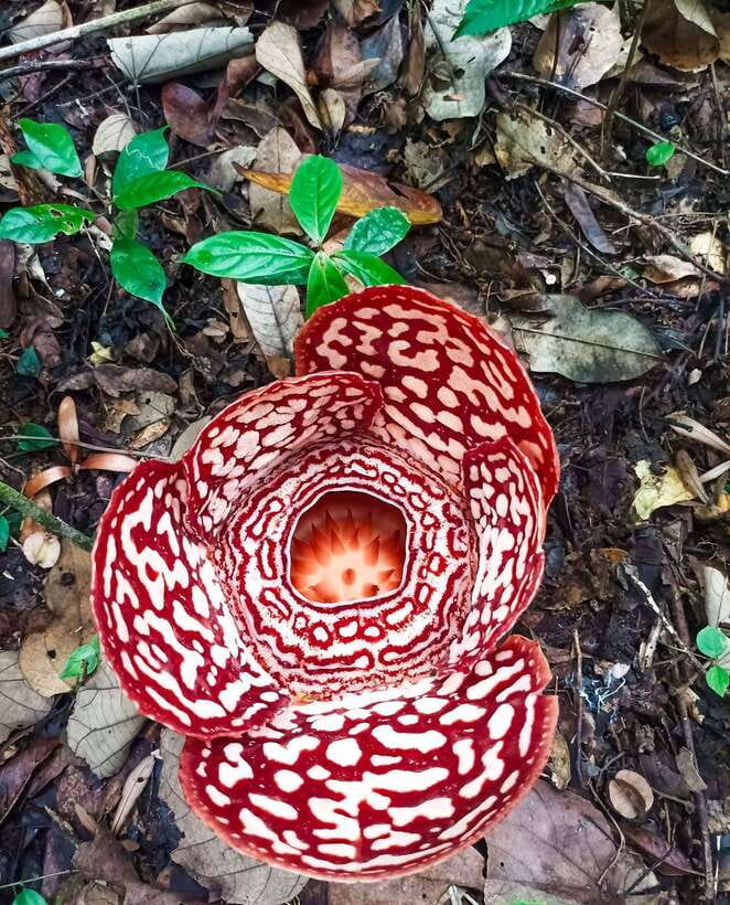 Tambunan: Rafflesia Flower Trekking with Rustic Lunch - An In-Depth Look at the Experience