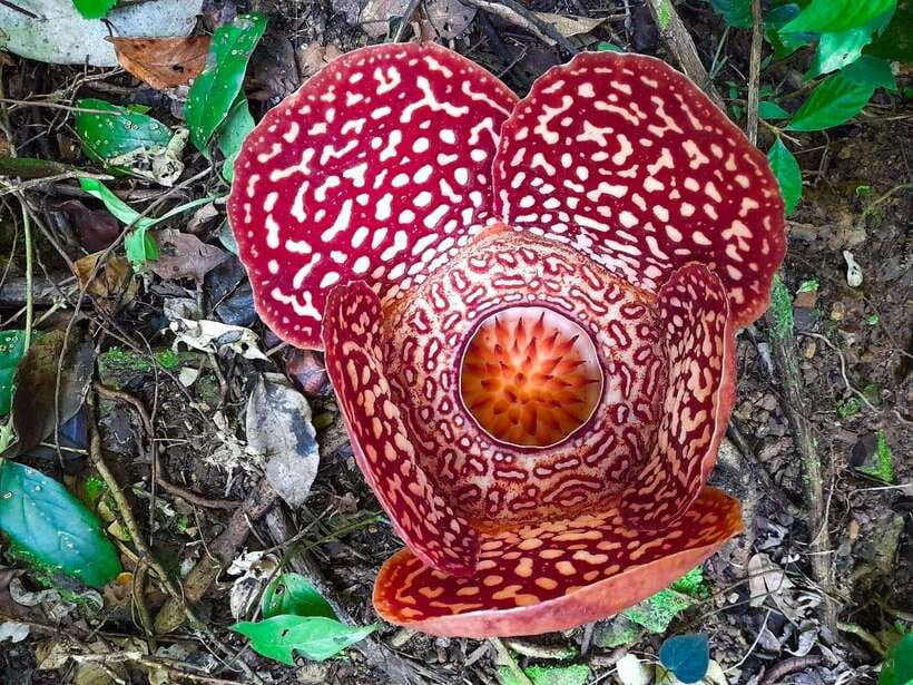 Tambunan: Rafflesia Flower Trekking with Rustic Lunch - Good To Know
