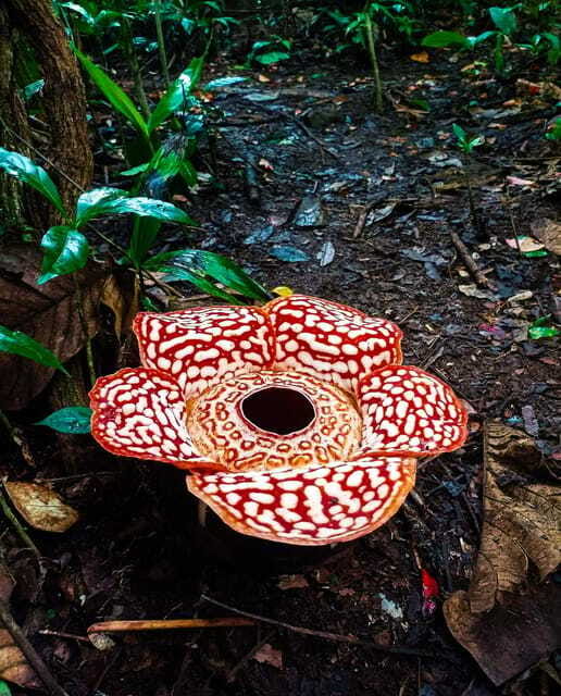 Tambunan: Rafflesia Flower Trekking with Rustic Lunch - Who Will Love This Tour?