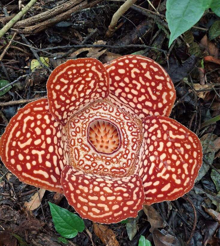 Tambunan: Rafflesia Flower Trekking with Rustic Lunch - Authenticity and Reviewer Insights