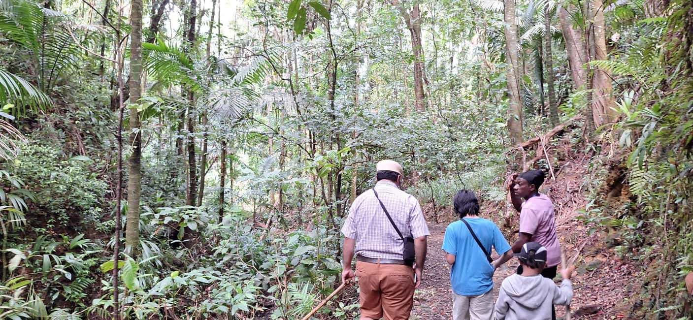 The Tobago Rainforest Tour - What to Expect and Practical Tips