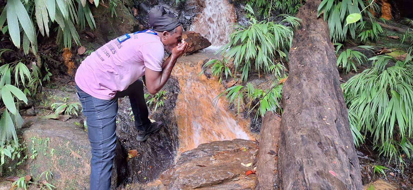 The Tobago Rainforest Tour - Exploring Tobago’s Oldest Rainforest
