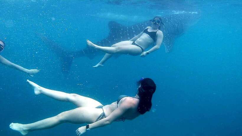 Cebu: Whale Shark Swim, Kawasan Falls & Moalboal Sardine Run - What Makes This Tour Stand Out