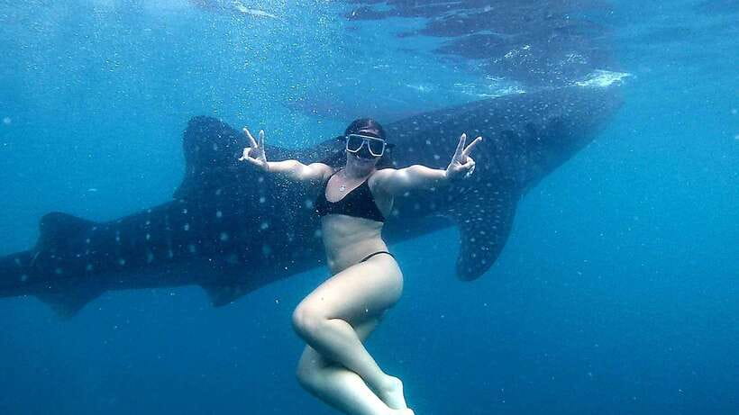 Cebu: Whale Shark Swim, Kawasan Falls & Moalboal Sardine Run - Potential Drawbacks and Considerations