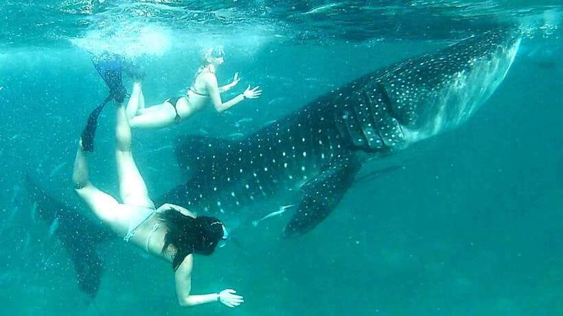 Cebu: Whale Shark Swim, Kawasan Falls & Moalboal Sardine Run - Key Points