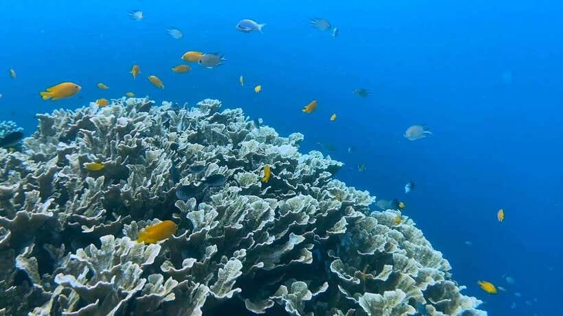 Cebu: Whale Shark Swim, Kawasan Falls & Moalboal Sardine Run - FAQ