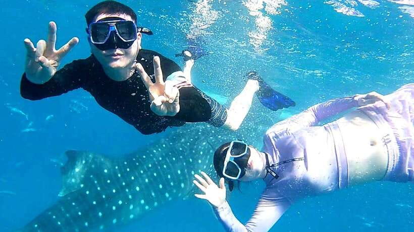 Cebu: Whale Shark Swim, Kawasan Falls & Moalboal Sardine Run - Exploring Cebu’s Top Attractions in One Day