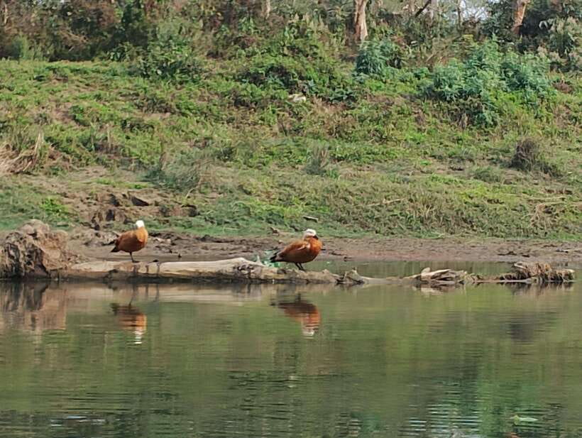 From Kathmandu or Pokhara 3 day Chitwan Tour with Rafting - Day 3: Relaxation and Return Journey