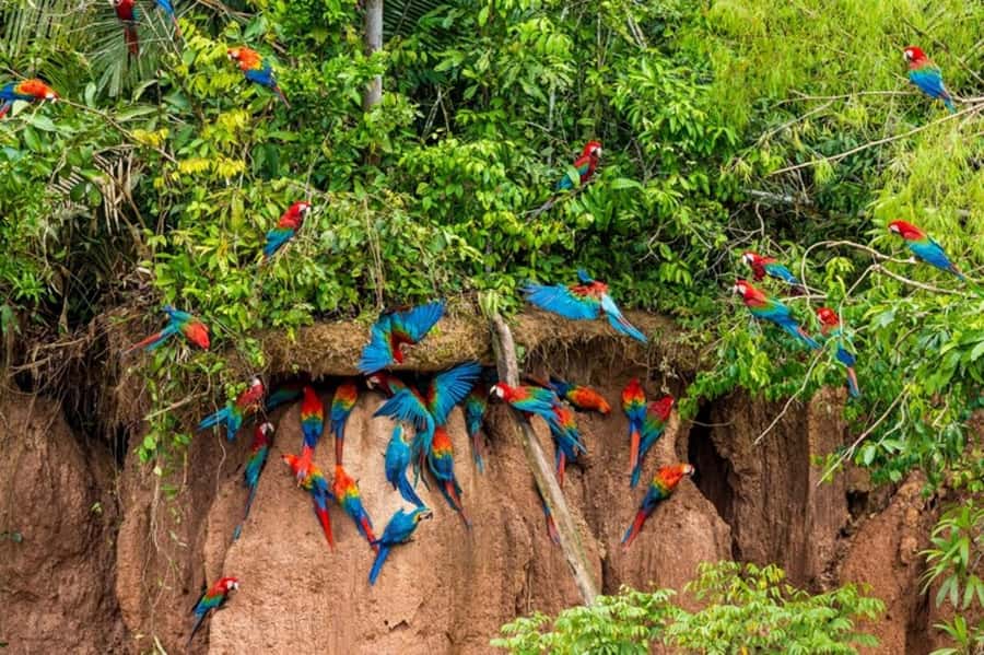 Tambopata Tour 3 Days - FAQ