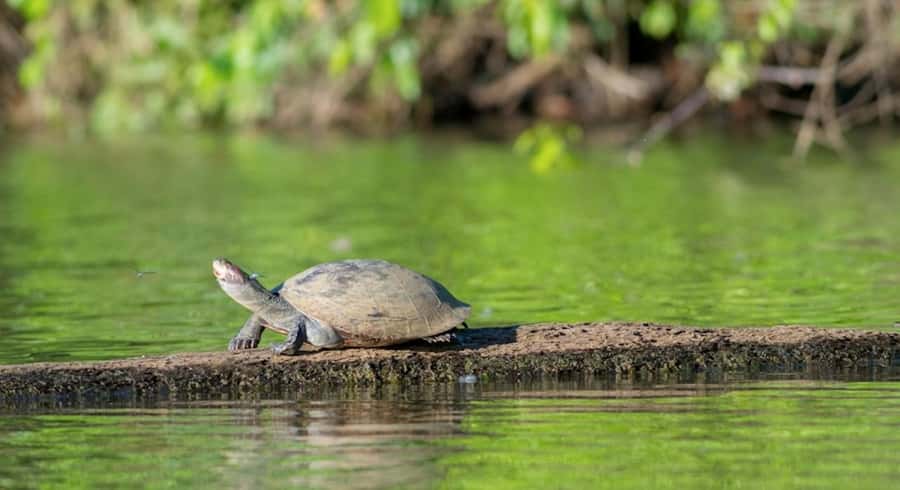 Tambopata Tour 3 Days - Is This Tour Worth the Price?