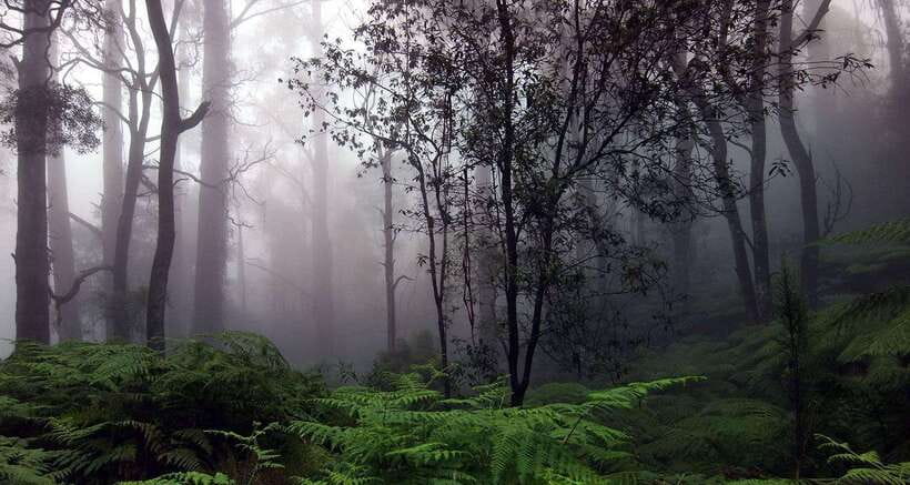 Full Day Leopard Safari at Yala and Traditional Curd Tasting - The Itinerary: A Day Filled with Wildlife and Culture