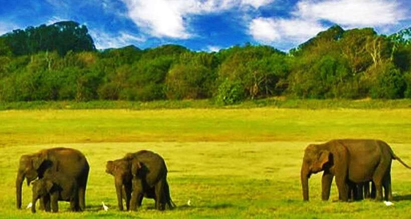 Full Day Leopard Safari at Yala and Traditional Curd Tasting - FAQ