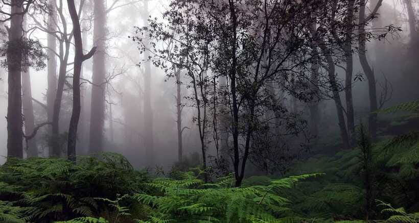 Full Day Leopard Safari at Yala and Traditional Curd Tasting - FAQ