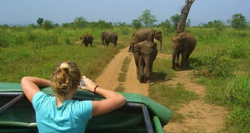 Full Day Leopard Safari at Yala and Traditional Curd Tasting - Additional Insights from Reviews