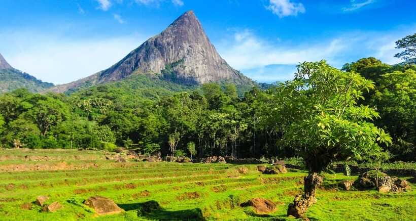 Full Day Leopard Safari at Yala and Traditional Curd Tasting - Who Should Consider This Tour?