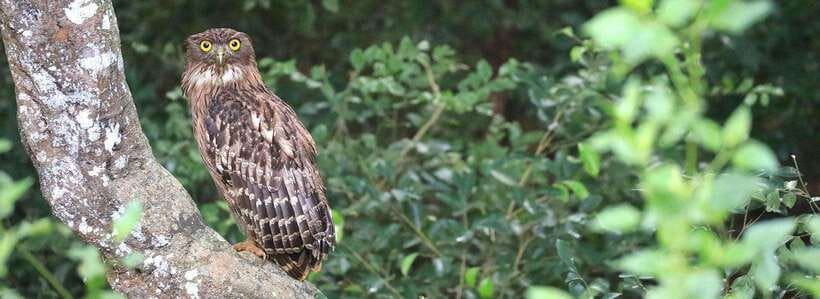 Udawalawe National Park: Private Safari From Colombo - The Sum Up