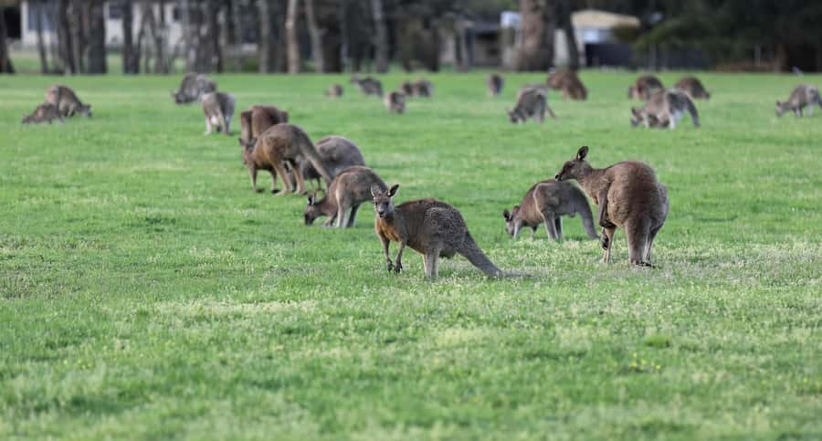 4D3N Best Bits Victoria Sightseeing Tour - What Travelers Say