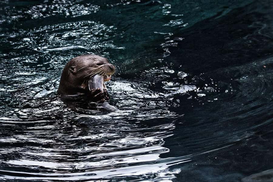 Singapore: River Wonders - Singapore: River Wonders — A Detailed Review