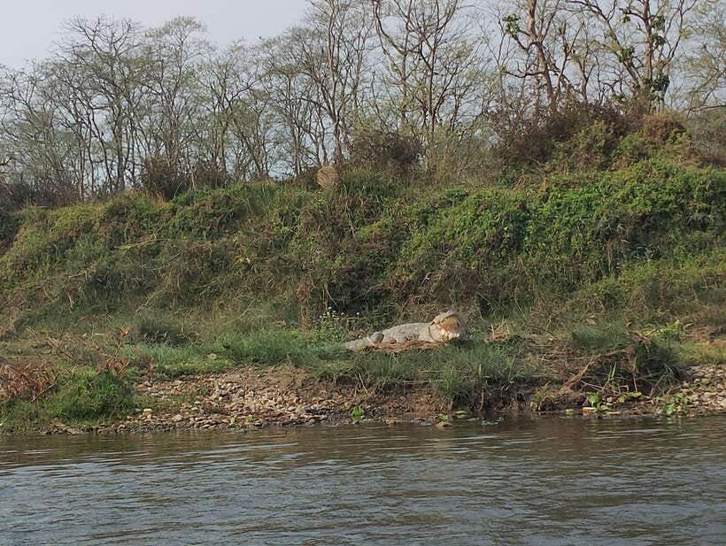 From Kathmandu or Pokhara: 5-Day Chitwan National Park Tour - Practical Tips for the Trip