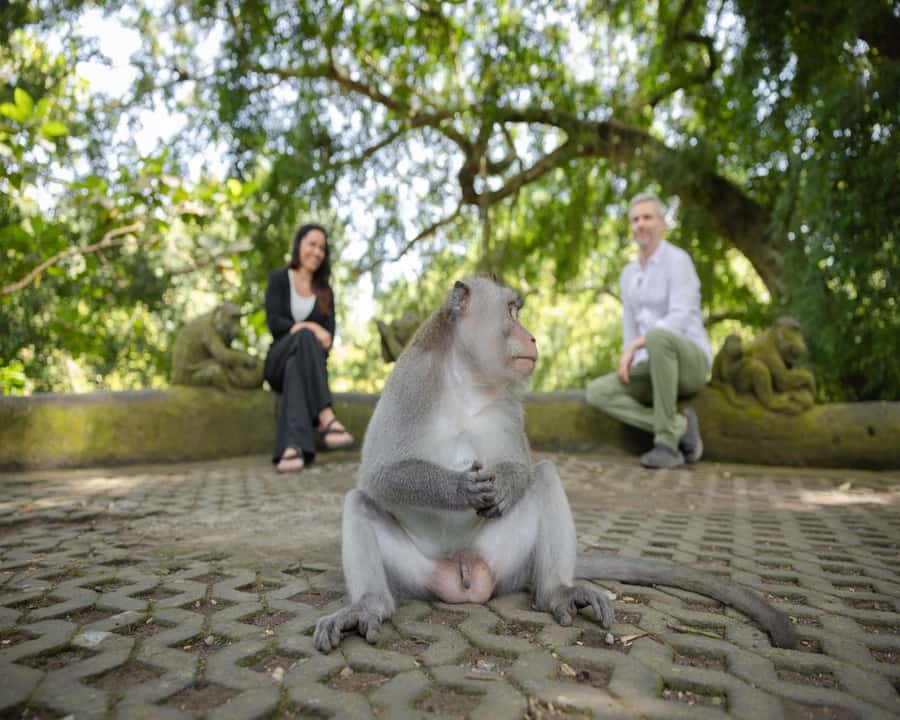 Ubud: Monkey Forest, Tirta Empul & Rice Terrace Day Tour - FAQ