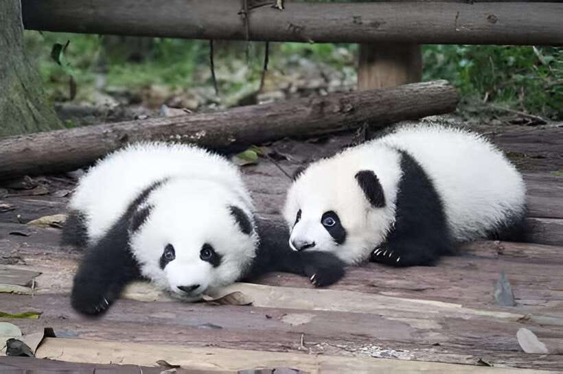 Half day small group tour to Chengdu Panda Breeding Center - Exploring Chengdu Panda Breeding Center: A Practical Review