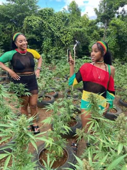 Montego Bay: Marijuana Farm and Bird Sanctuary Tour - The Sum Up