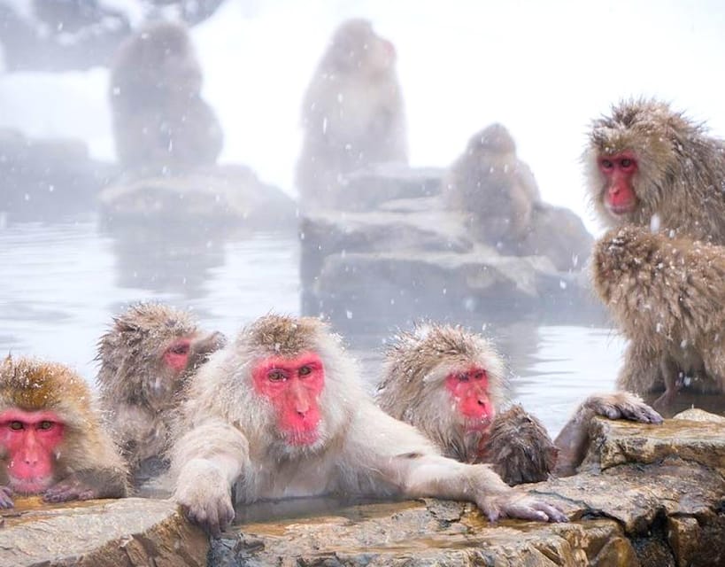 From Tokyo/Nagano : Private Snow Monkeys Park Full Day Trip - Practical Details & Tips
