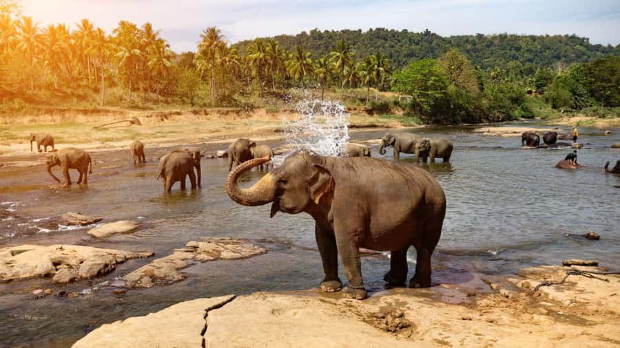 "6-Day Sri Lanka Escape: From Highlands to the Sea" - An In-Depth Look at the 6-Day Sri Lanka Itinerary