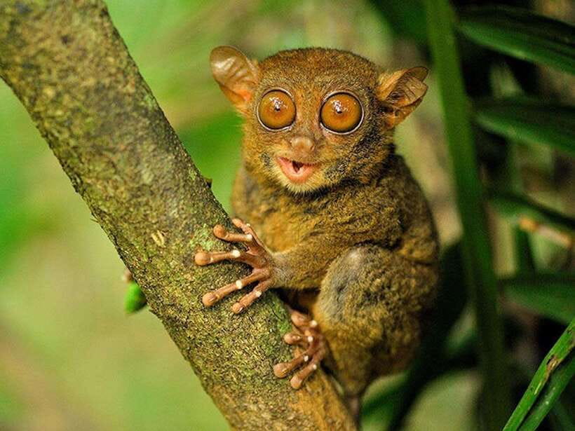 Bohol: Premium Chocolate Hills, Tarsiers & River Experience - Authentic Experiences and Local Flavor