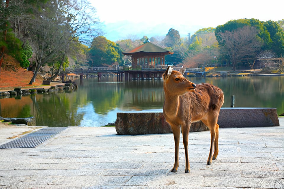 Osaka/Kyoto: Private Kyoto and Nara Day Trip - Who Will Benefit Most?