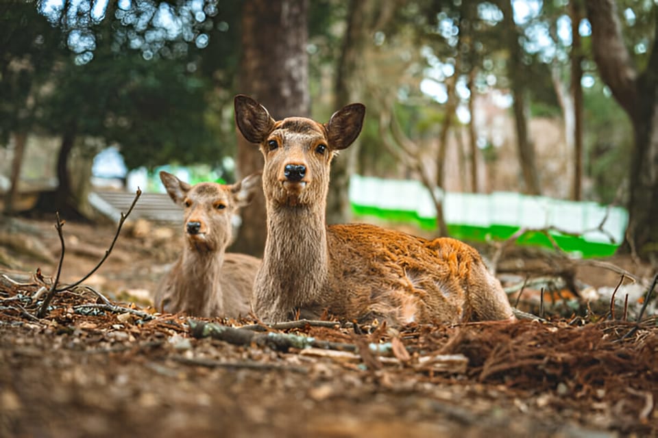 Osaka/Kyoto: Private Kyoto and Nara Day Trip - FAQ