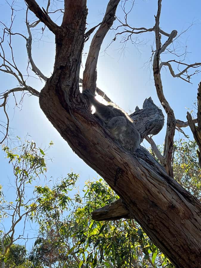 Melbourne: Phillip Island Private Tour, Penguin and Koala - An In-Depth Look at the Tour Itself