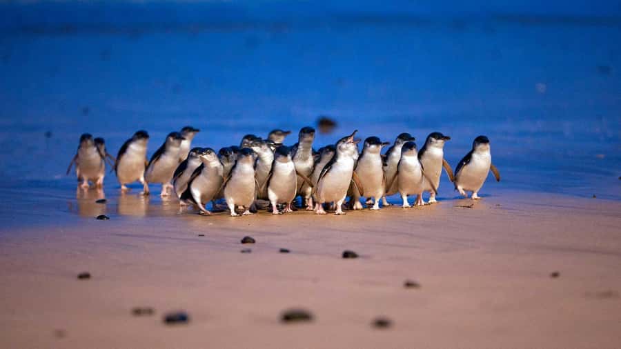 Melbourne: Phillip Island Private Tour, Penguin and Koala - Practical Considerations