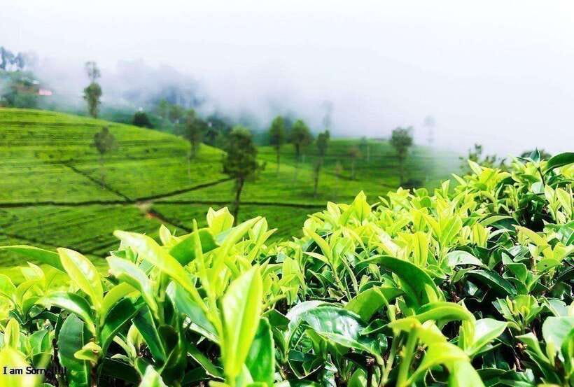 From Ella: 2-Day Tour to Nuwara Eliya and Kandy with Drop - The Experience and Travel Details