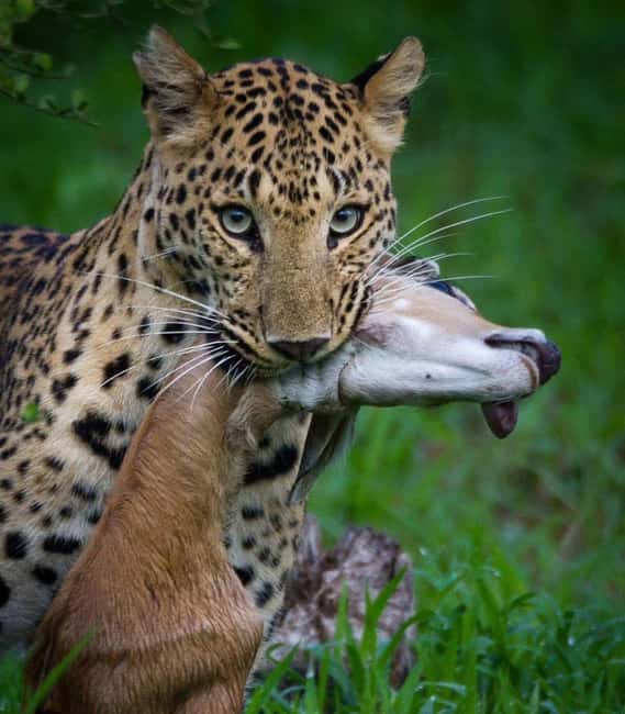 Jaipur: Jhalana/amagarh Leopard Safari - An Introduction to the Safari Experience