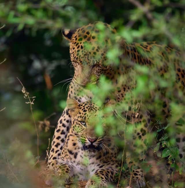 Jaipur: Jhalana/amagarh Leopard Safari - Key Points