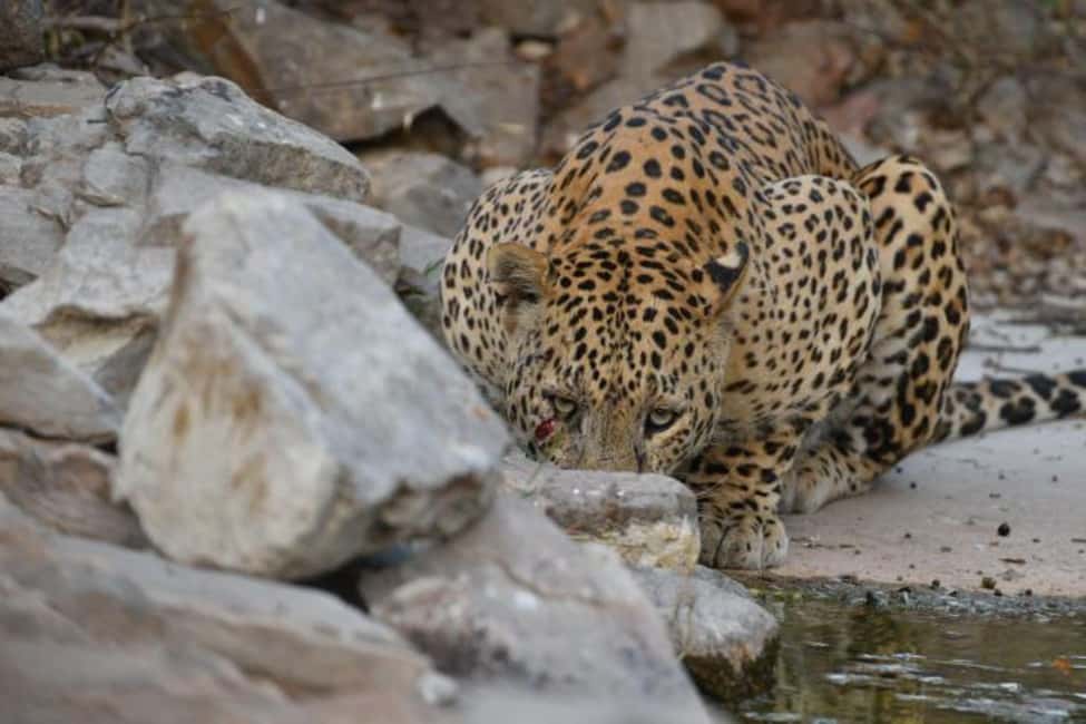 Jaipur: Jhalana/amagarh Leopard Safari - Who Will Love This Safari?