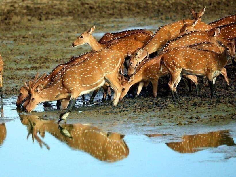 From Ella: Udawalawe & Yala National Parks 2-Day Tour - Practical Details and What to Expect