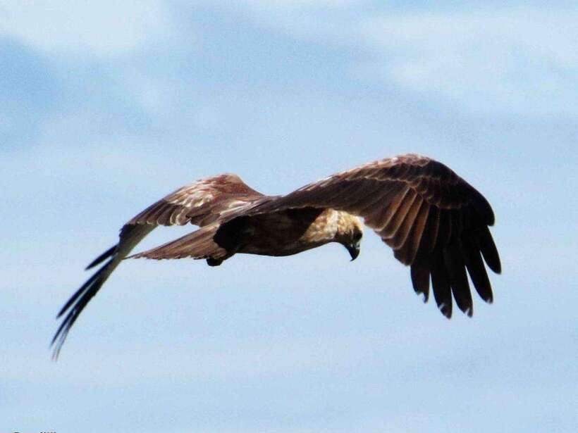 From Ella: Udawalawe & Yala National Parks 2-Day Tour - Final Thoughts