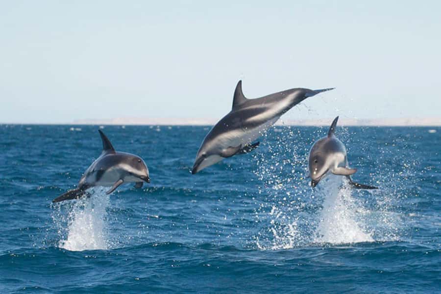 Dolphin Watching Adventure - Practical Details and What to Expect