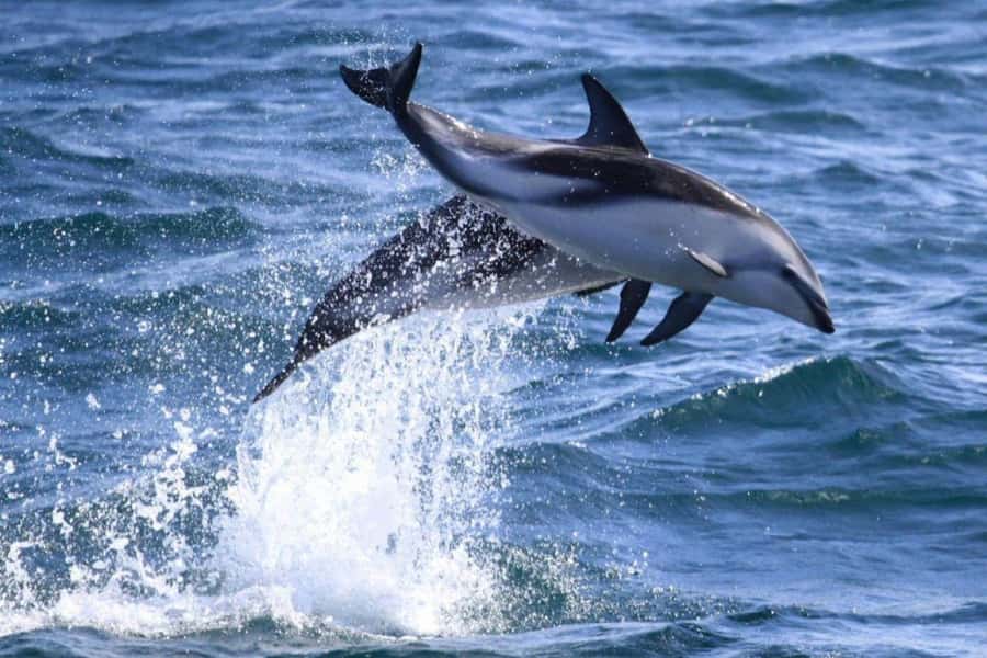 Dolphin Watching Adventure - Who Will Love This Tour
