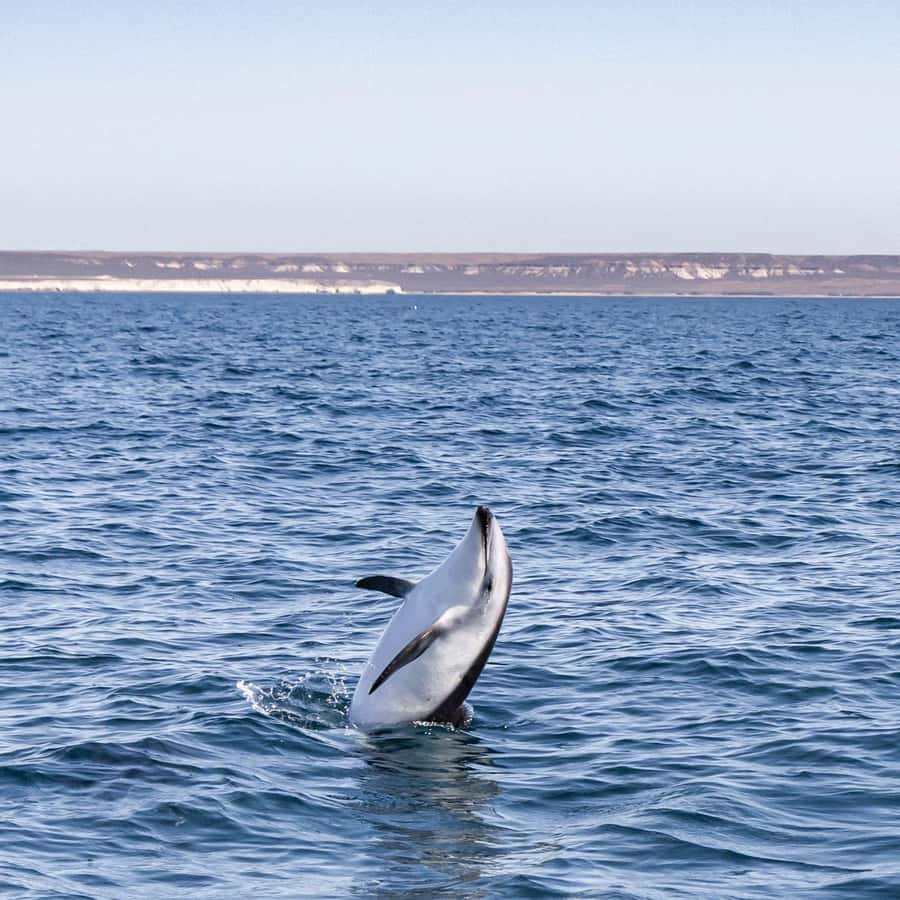 Dolphin Watching Adventure - FAQ